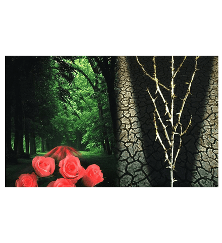 The Need For the Creed Al-Qadar: Allah's Decree(6) The Need For the Creed Al-Qadar: Allah's Decree(6)