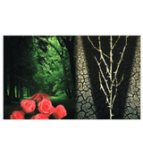 The Need For the Creed Al-Qadar: Allah's Decree(6)