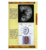 A Brief Illustrated Guide to understand Islam (浅谈图解指南了解伊斯兰教)